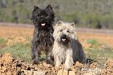 CAIRN TERRIER 325